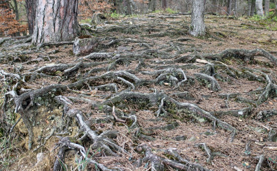 Why I Put Down Roots in My Stocks